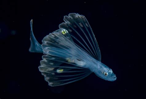Juvenile Tripod Fish Beautiful Sea Creatures Deep Sea Creatures