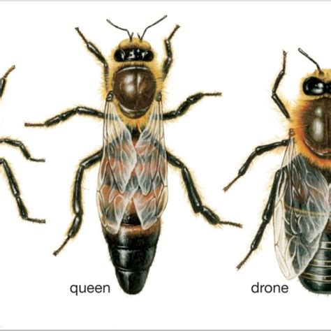 1 Worker Queen And Drone Of The European Honey Bee 5 Download