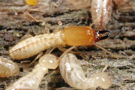 Termites Take Biggest Bite Out Of Cities In Alabama Florida And Texas