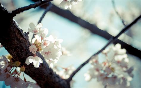 White Cherry Blossoms Flowers In Bloom Hd Wallpaper Wallpaper Flare