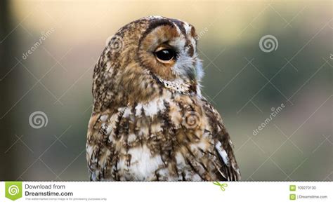 Portrait Of A Small Little Cute Owl Stock Photo Image Of