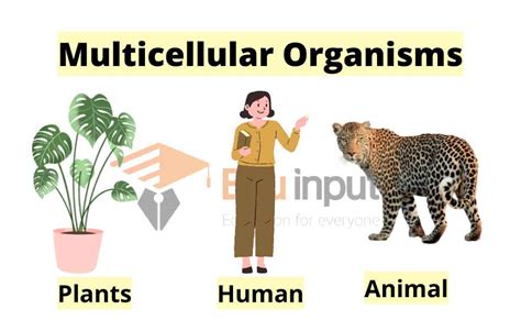 What Is Cell In Biology Definition Types And Examples