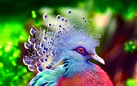 Bird Wallpaper Pigeon Hd Desktop Wallpapers 4k Hd Images