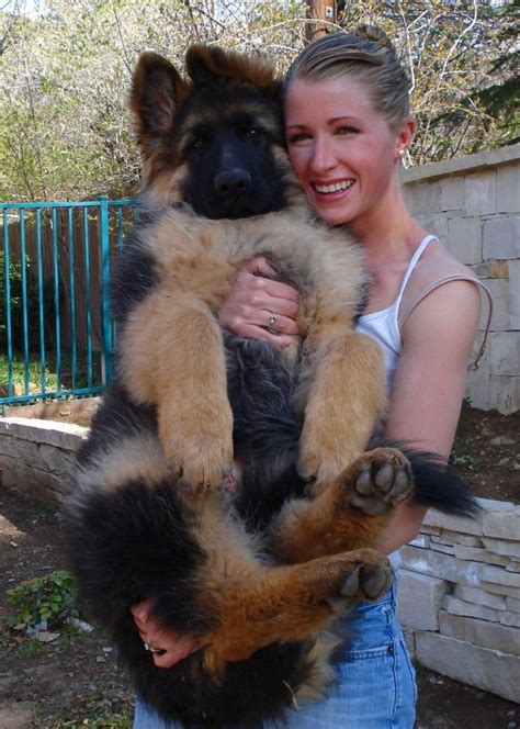 Show Quality German Shepherd Puppies For Sale Pets Lovers