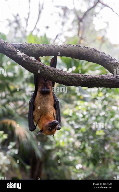 Malayan Flying Fox Hanging Stock Photo Alamy