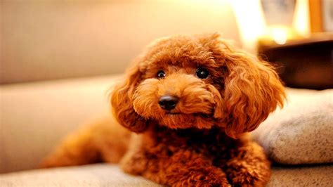 Cute Poodle Puppies Funny Cute Puppies Do Amazing Things