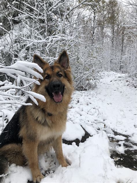 My Sisters Dog Enjoying The Snowy Trail Aww