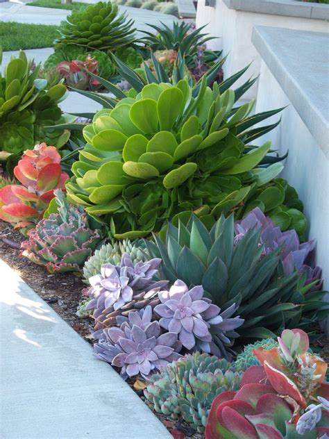 10 Large Succulents For Landscaping