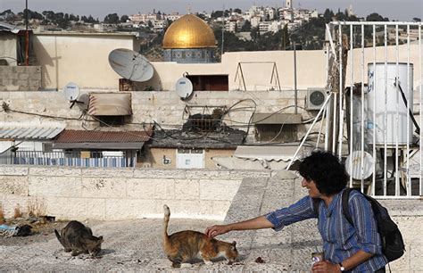 Jerusalems Cat Lady Cares For Hundreds Of Felines Daily Sabah
