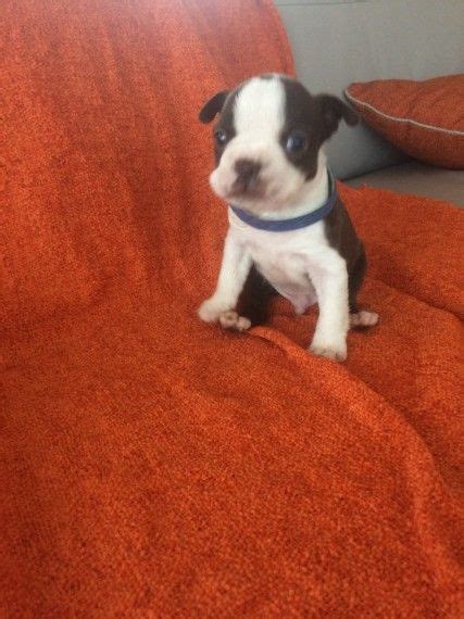 We pride ourselves on providing healthy, well soicialized, and adorable boston terrier puppies for or families. Boston Terrier Puppies For Sale | Chicago, IL #201781
