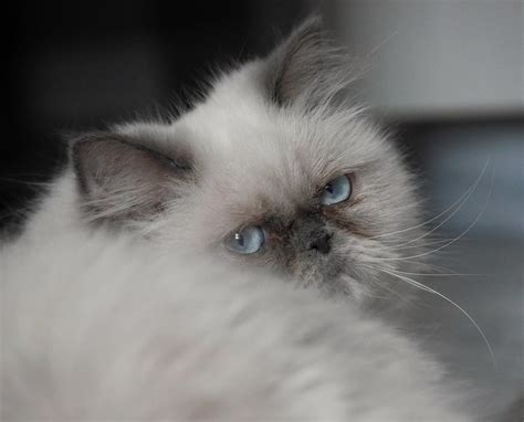 Persians cats are believed to be the a calico is also a bicolor cat that has three colors of fur and one of the colors is still white. Himalayan / Colorpoint Persian Cat Pictures and ...