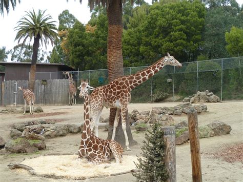 The Christensen Clan Oakland Zoo