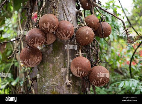 Fruits Of The Cannonball Tree Couroupita Guianensi Kerala India