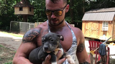 1 blue and tan tri color female, 2 lilac and tan tri color boys, and a blue and tan tri color boy. Extreme pocket bully tri color puppies from Carolina bully ...