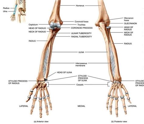 Elbow Bones Diagram Quizlet