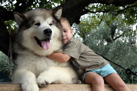 It's a large dog at about 22 to 26 inches tall, weighing between 71 to 95 pounds. Alaskan Malamute - Centro Selezione Del Biagio