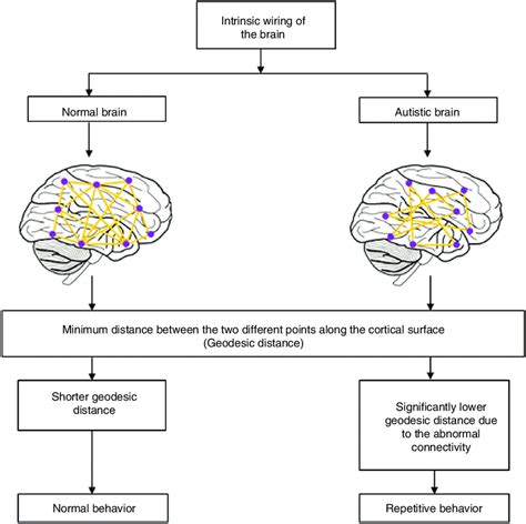 Previous claims that differences in brain anatomy could explain the condition in general are wrong. Intrinsic wiring of the normal and autistic brain ...