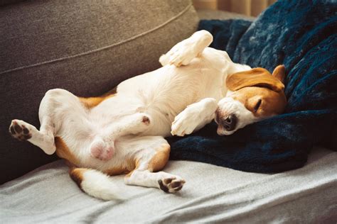 Why Do Dogs Sleep Upside Down Pet Village
