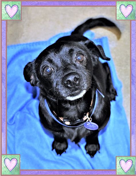 We offer puppies in dif. Chiweenie dog for Adoption in San Jacinto, CA. ADN-764463 on PuppyFinder.com Gender: Male. Age ...