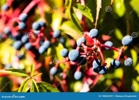 Virginia Creeper Parthenocissus Quinquefolia Ripe Berries At Early