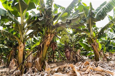 Banana Grove Production Of Bananas On Plantation Stock Photo Image