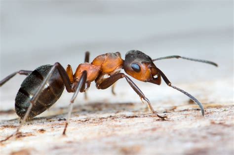 In molte ricette di cucina, infatti, viene indicato il peso delle uova, degli albumi e dei tuorli. Quanto pesa una formica