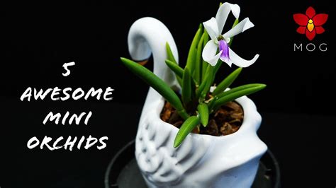 5 Awesome Mini Orchids You Should Know About Youtube