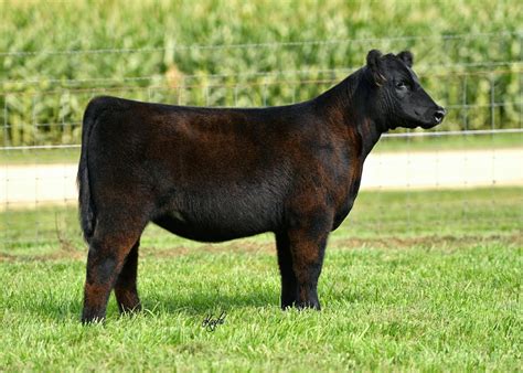 rodgers cattle co bim selling for charlie wilson