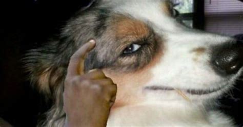 Create Meme Slacken Slacken Dog Face Dog Pictures Meme