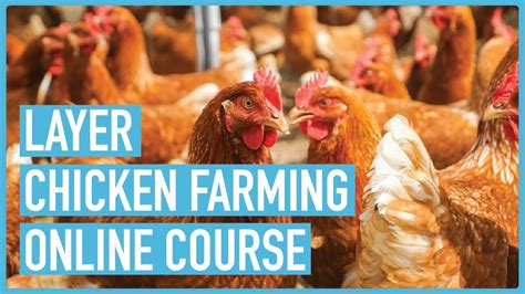 The Ultimate Guide To Successful Layers Chicken Farming Course