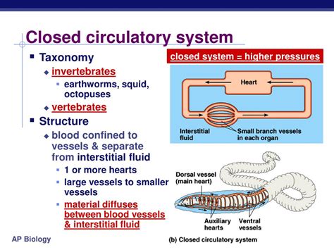 Ppt Circulatory Systems Powerpoint Presentation Free Download Id