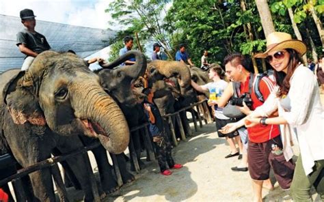 Kuala gandah elephant sanctuary tour from kuala lumpur. Aboriginal Settlement and Elephant Orphanage Sanctuary Tour
