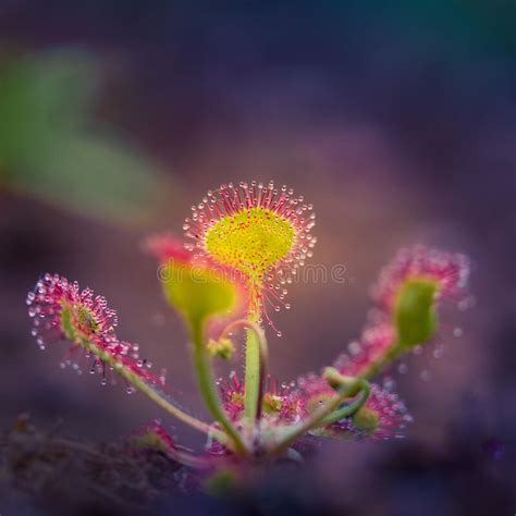 A Beautiful Sundew Growing In The Wetlands Sundew Plant Leaves Waiting