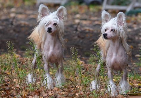 Chinese Crested Puppies Rescue Pictures Information Temperament