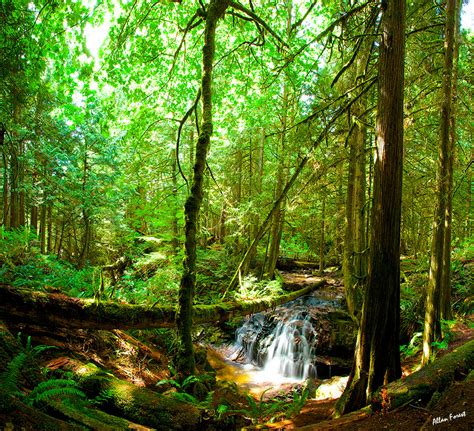 Rainforest in Canada | Osho News