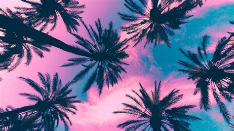 Coconut Plant Palm Trees Sky Clouds Pink Tropical Climate