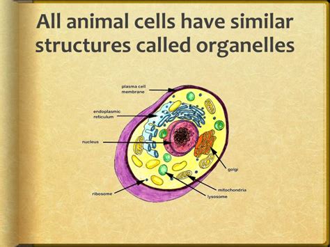 What Are Animal Cells Called Cell Organelles They Are Eukaryotic