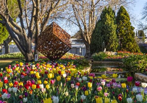 Tulip Time Festival Buy Tickets And Travel Information Visit Nsw