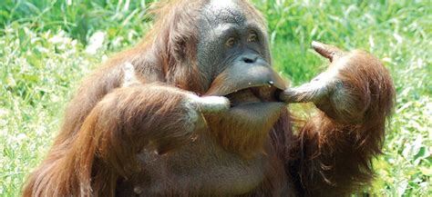 Bab.la is not responsible for their content. Orangutan - Louisville Zoo