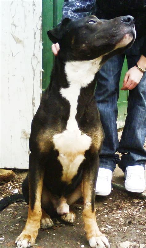 The boerboel rottweiler mix, is a mixed breed dog resulting from breeding the boerboel and the rottweiler. American Pit Bull Terrier mix by natiawarner on DeviantArt