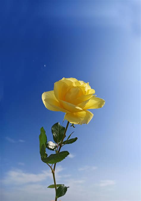Chia Sẻ Nhiều Hơn 108 Hình Hoa Hồng Vàng đẹp Siêu đỉnh Trieuson5