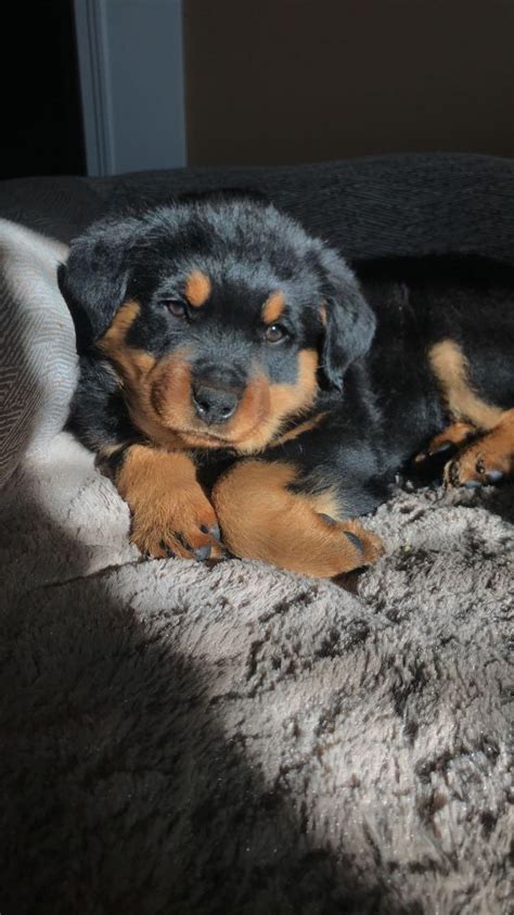 Cute rottweiler puppies sleeping on their backs. Cutest Rottweiler puppy ever? : Rottweilers