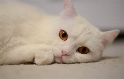 wallpaper white cat  lies  images  desktop section koshki