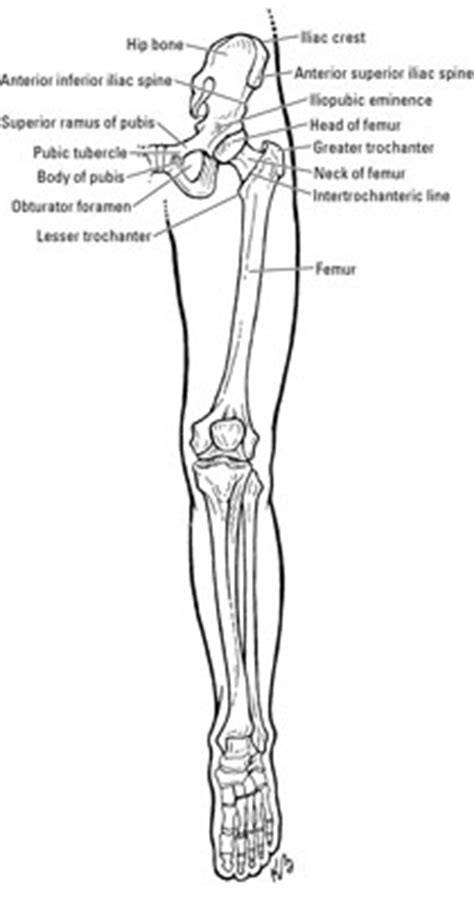 The ilium, ischium, and the pubis. Bones of the Hip and Thigh - dummies