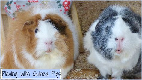 Fun Games To Play With Your Guinea Pig Fun Guest