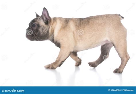 French Bulldog Puppy Walkin Stock Photo Image Of Adorable Fawn 67663308
