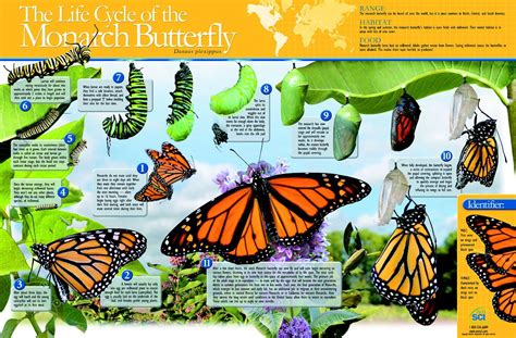 monarch butterfly life cycle chart