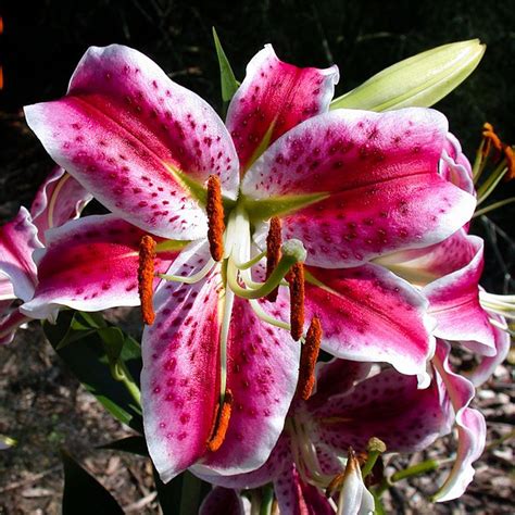 Lilium Speciosum Rubrum Uchida Lis Botanique Rose Parfumé