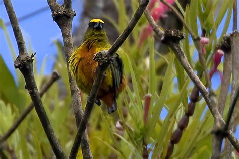 Bird Guide Costa Rica 2012 Trip Report Part 1