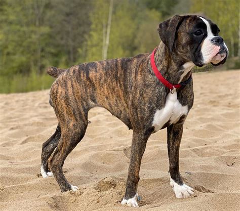 10 Things You Should Know About Brindle Boxers - Ned Hardy